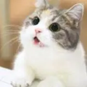 てんてんの画像