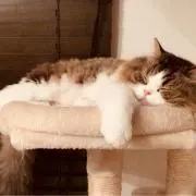 Ruuの画像