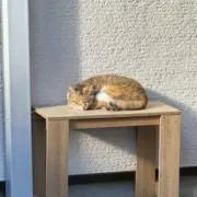 ねここの画像