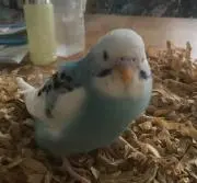 ぴーちゃん☆