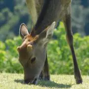 いちの画像