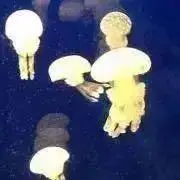 hideriの画像