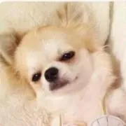 はつ