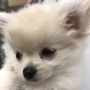ゆちの画像