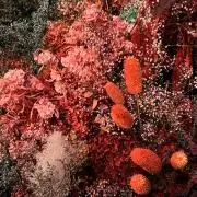 レチェ47の画像