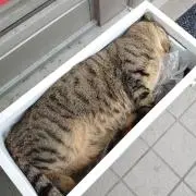 ジェノ