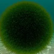 か
