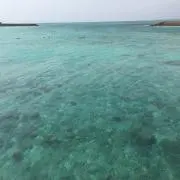 たくみの画像