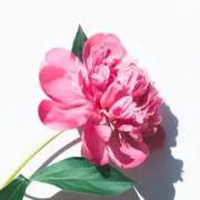 Hinaの画像