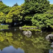 玉ねぎ