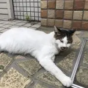 takoboiの画像