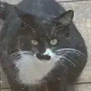 べろしてぃの画像