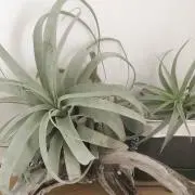 ユーカリ☺︎の画像