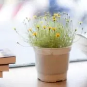 そらの画像