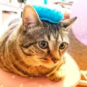 ぱぴりっぷ★マリンの画像