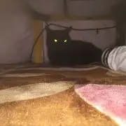 猫先輩
