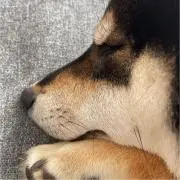 バナナの画像