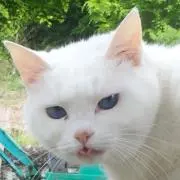 のり