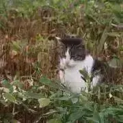 mirriの画像
