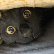 しんじ君の画像