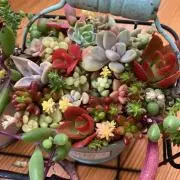 Flowerの画像