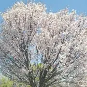 もりしーの画像