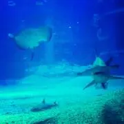 海