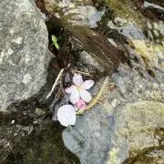 エンケラドスの画像