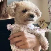 ぴろみん