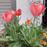 みるるの画像