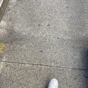 なけぬんの画像
