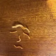ひまわり日和❁⃘*.゜の画像