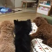 やに