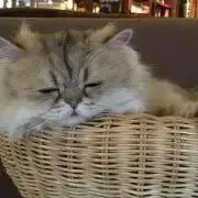 なずなの画像