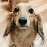 pocha♡の画像