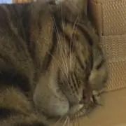 ウソップさんの画像
