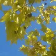 musicの画像