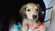 らふの画像