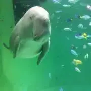どんぐりの画像