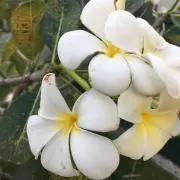 MiiiNa…の画像