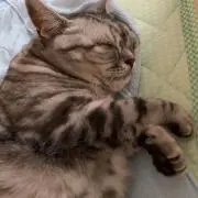 マロン