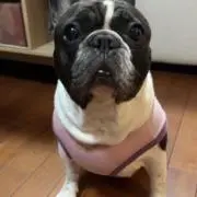 あっちゃんの画像