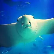 はっつ