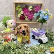 Lilyの画像
