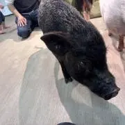 スノママ【 ☆プロフ☆】の画像