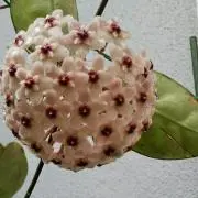 フミフミ