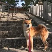 龍馬☆の画像