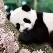 pandacop プロフィールも見てね☆の画像
