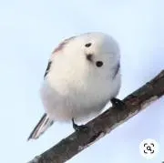 メイプル