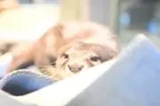 カワウソ(まとめ買いがお得！)の画像